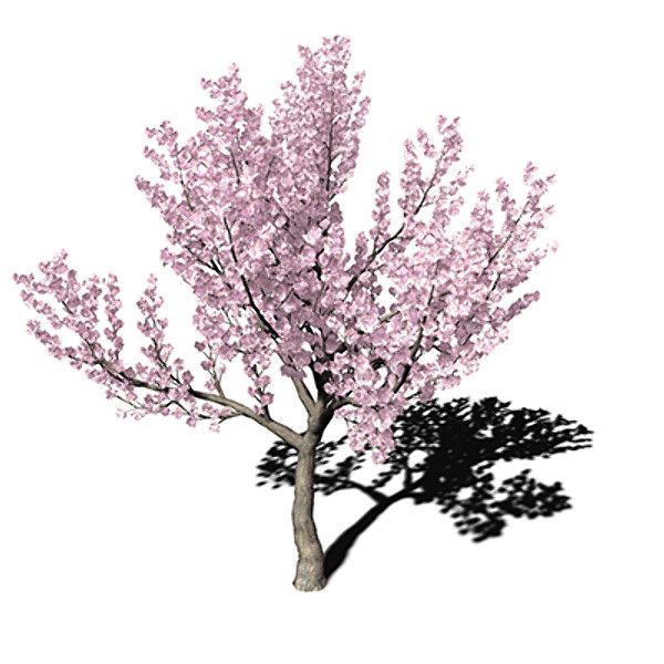 xfrogplants kanzan cherry tree 3ds - XfrogPlants Kanzan Cherry by xfrog